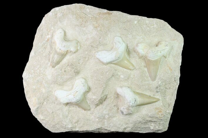 Fossil Mackerel Shark (Otodus) Teeth - Remounted #138505